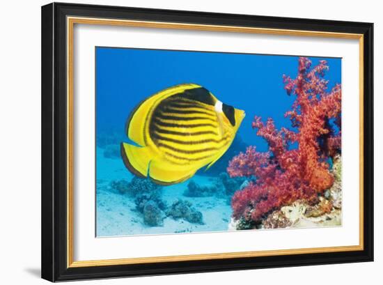 Red Sea Racoon Butterflyfish-Georgette Douwma-Framed Photographic Print