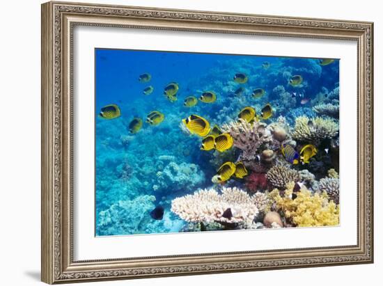 Red Sea Racoon Butterflyfish-Georgette Douwma-Framed Photographic Print