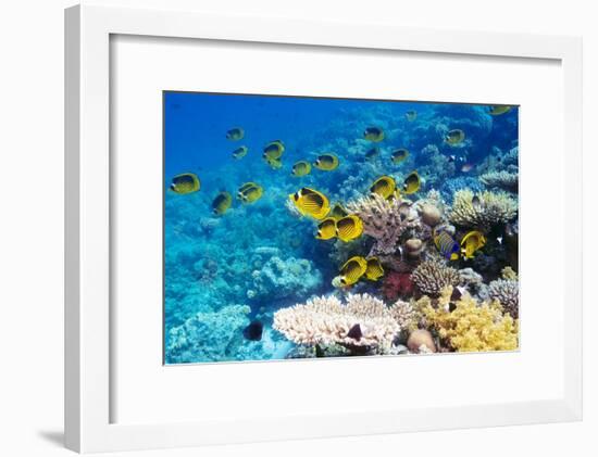 Red Sea Racoon Butterflyfish-Georgette Douwma-Framed Photographic Print