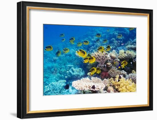 Red Sea Racoon Butterflyfish-Georgette Douwma-Framed Photographic Print