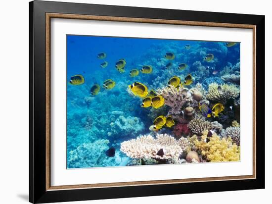 Red Sea Racoon Butterflyfish-Georgette Douwma-Framed Photographic Print