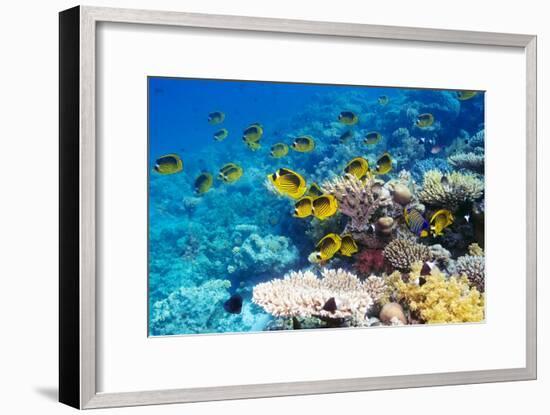 Red Sea Racoon Butterflyfish-Georgette Douwma-Framed Photographic Print