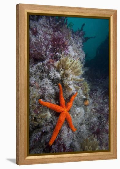 Red Sea Star (Echinaster Sepositus) and Bryozoans Fauna. Channel Islands, UK July-Sue Daly-Framed Premier Image Canvas