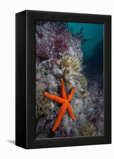 Red Sea Star (Echinaster Sepositus) and Bryozoans Fauna. Channel Islands, UK July-Sue Daly-Framed Premier Image Canvas