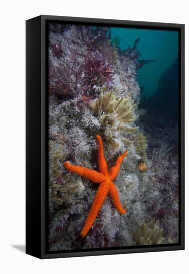 Red Sea Star (Echinaster Sepositus) and Bryozoans Fauna. Channel Islands, UK July-Sue Daly-Framed Premier Image Canvas