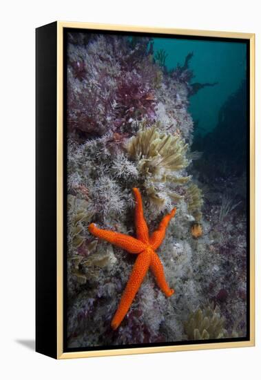 Red Sea Star (Echinaster Sepositus) and Bryozoans Fauna. Channel Islands, UK July-Sue Daly-Framed Premier Image Canvas