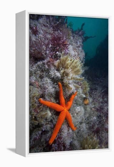 Red Sea Star (Echinaster Sepositus) and Bryozoans Fauna. Channel Islands, UK July-Sue Daly-Framed Premier Image Canvas