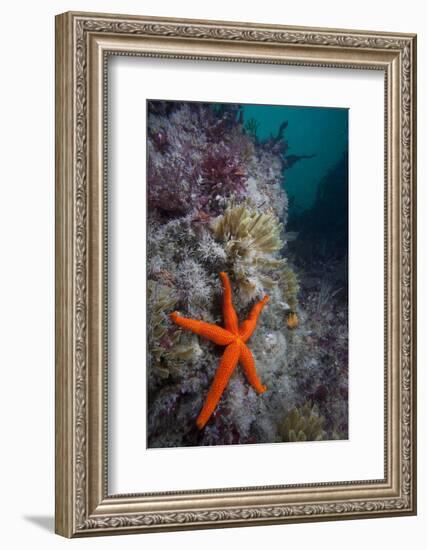 Red Sea Star (Echinaster Sepositus) and Bryozoans Fauna. Channel Islands, UK July-Sue Daly-Framed Photographic Print