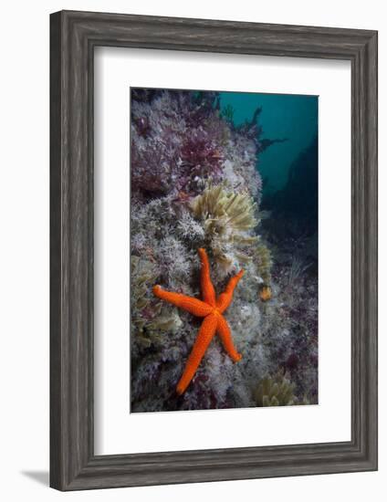 Red Sea Star (Echinaster Sepositus) and Bryozoans Fauna. Channel Islands, UK July-Sue Daly-Framed Photographic Print