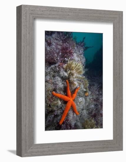 Red Sea Star (Echinaster Sepositus) and Bryozoans Fauna. Channel Islands, UK July-Sue Daly-Framed Photographic Print