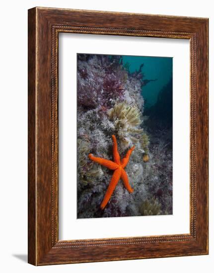 Red Sea Star (Echinaster Sepositus) and Bryozoans Fauna. Channel Islands, UK July-Sue Daly-Framed Photographic Print