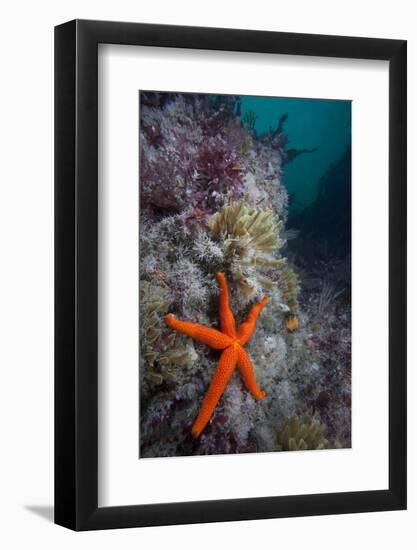 Red Sea Star (Echinaster Sepositus) and Bryozoans Fauna. Channel Islands, UK July-Sue Daly-Framed Photographic Print