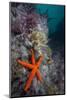 Red Sea Star (Echinaster Sepositus) and Bryozoans Fauna. Channel Islands, UK July-Sue Daly-Mounted Photographic Print