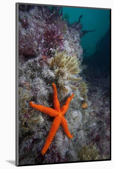 Red Sea Star (Echinaster Sepositus) and Bryozoans Fauna. Channel Islands, UK July-Sue Daly-Mounted Photographic Print