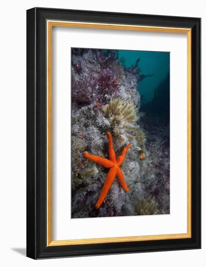 Red Sea Star (Echinaster Sepositus) and Bryozoans Fauna. Channel Islands, UK July-Sue Daly-Framed Photographic Print