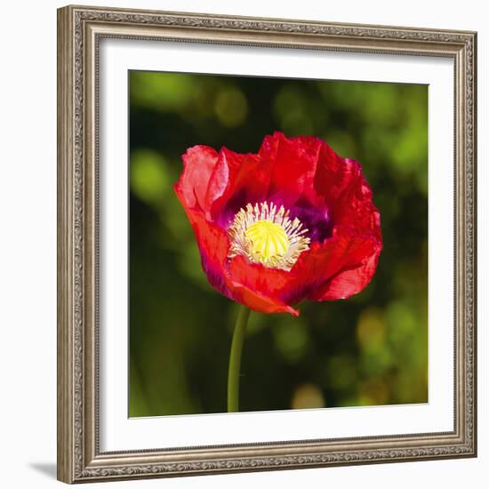 Red Sentinel I-Joseph Eta-Framed Giclee Print