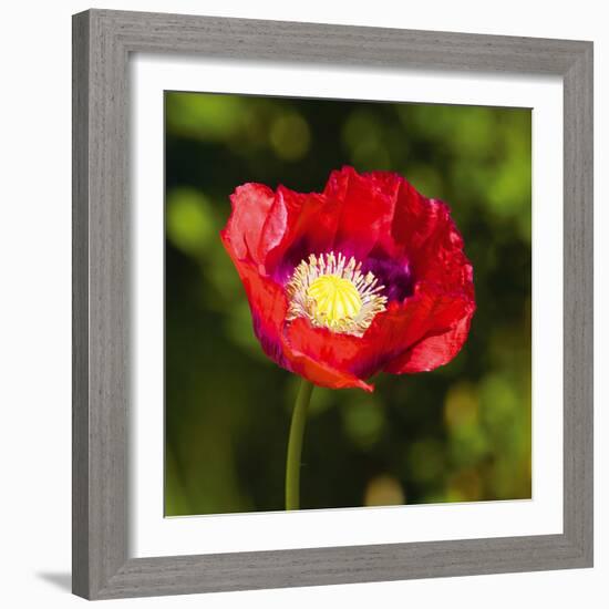 Red Sentinel I-Joseph Eta-Framed Giclee Print