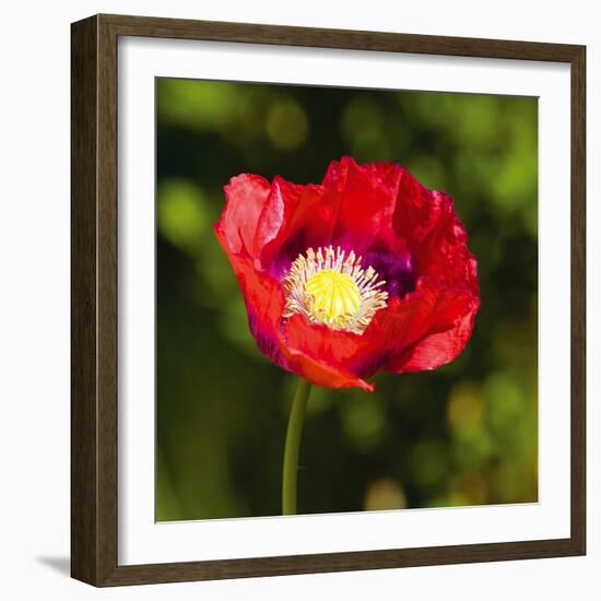 Red Sentinel I-Joseph Eta-Framed Giclee Print