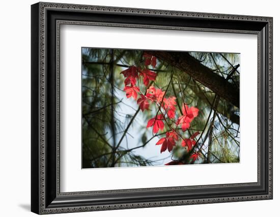 Red Serpentine-Philippe Sainte-Laudy-Framed Photographic Print