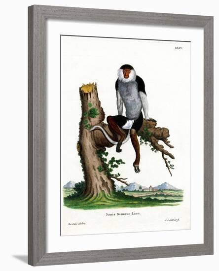 Red-Shanked Douc Langur-null-Framed Giclee Print