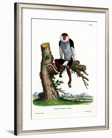 Red-Shanked Douc Langur-null-Framed Giclee Print