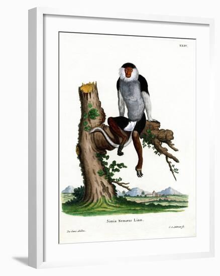 Red-Shanked Douc Langur-null-Framed Giclee Print