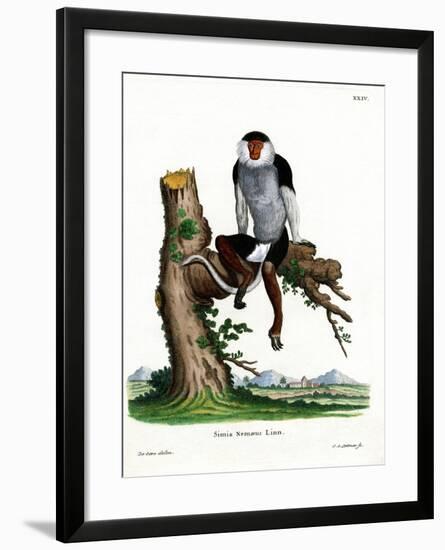 Red-Shanked Douc Langur-null-Framed Giclee Print