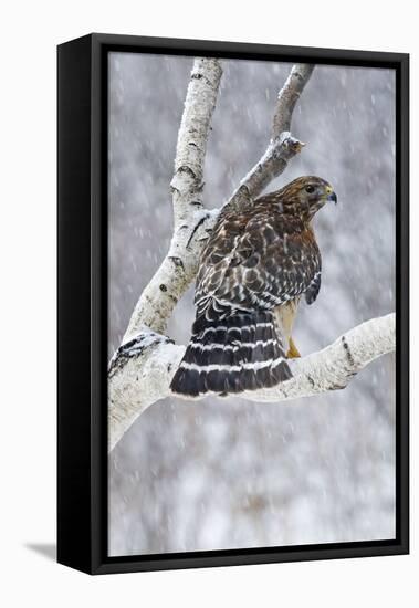 Red-Shouldered Hawk Adult Bird in Snowstorm-null-Framed Premier Image Canvas