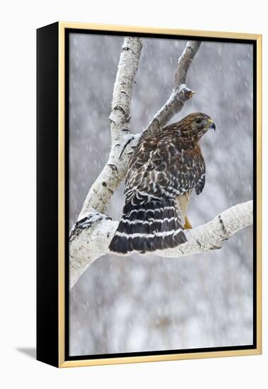 Red-Shouldered Hawk Adult Bird in Snowstorm-null-Framed Premier Image Canvas