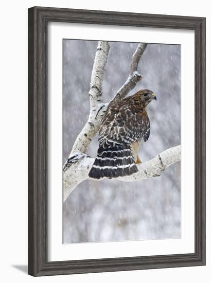 Red-Shouldered Hawk Adult Bird in Snowstorm-null-Framed Photographic Print