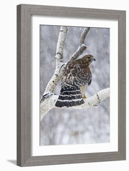 Red-Shouldered Hawk Adult Bird in Snowstorm-null-Framed Photographic Print