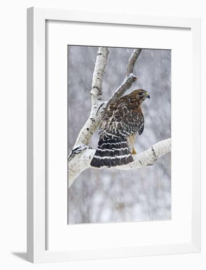 Red-Shouldered Hawk Adult Bird in Snowstorm-null-Framed Photographic Print