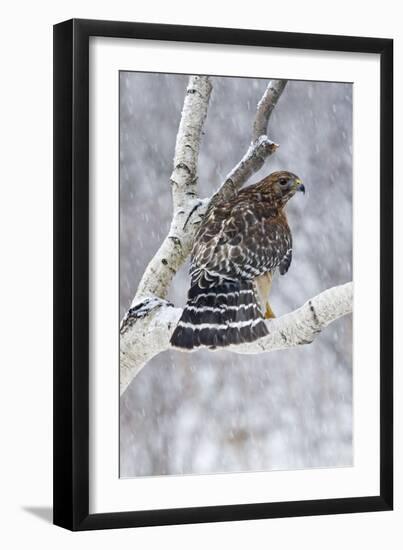 Red-Shouldered Hawk Adult Bird in Snowstorm-null-Framed Photographic Print