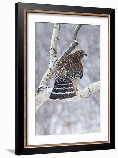 Red-Shouldered Hawk Adult Bird in Snowstorm-null-Framed Photographic Print