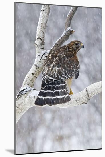 Red-Shouldered Hawk Adult Bird in Snowstorm-null-Mounted Photographic Print