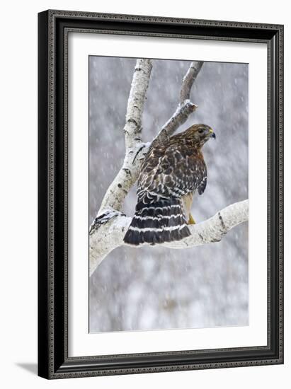 Red-Shouldered Hawk Adult Bird in Snowstorm-null-Framed Photographic Print