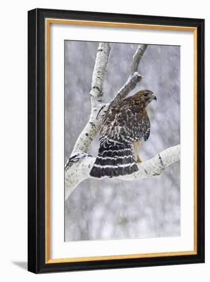 Red-Shouldered Hawk Adult Bird in Snowstorm-null-Framed Photographic Print