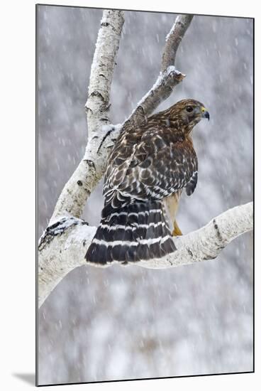 Red-Shouldered Hawk Adult Bird in Snowstorm-null-Mounted Photographic Print