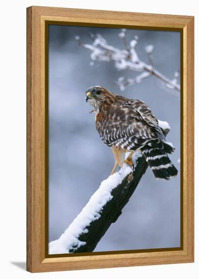 Red-Shouldered Hawk Adult in Snow-null-Framed Premier Image Canvas