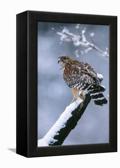 Red-Shouldered Hawk Adult in Snow-null-Framed Premier Image Canvas