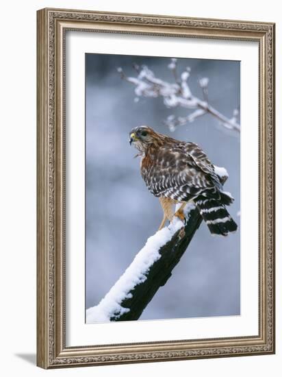 Red-Shouldered Hawk Adult in Snow-null-Framed Photographic Print