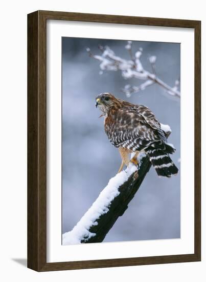 Red-Shouldered Hawk Adult in Snow-null-Framed Photographic Print