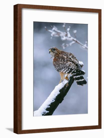 Red-Shouldered Hawk Adult in Snow-null-Framed Photographic Print