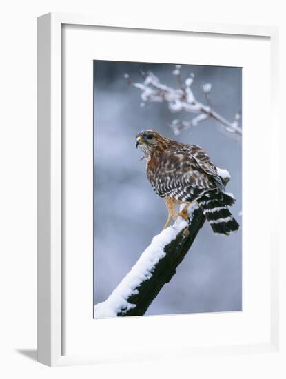 Red-Shouldered Hawk Adult in Snow-null-Framed Photographic Print
