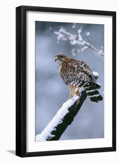 Red-Shouldered Hawk Adult in Snow-null-Framed Photographic Print