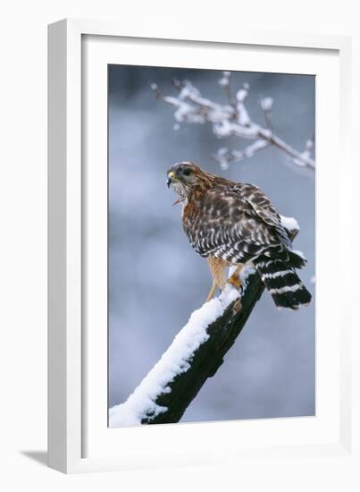 Red-Shouldered Hawk Adult in Snow-null-Framed Photographic Print