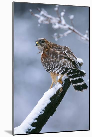 Red-Shouldered Hawk Adult in Snow-null-Mounted Photographic Print