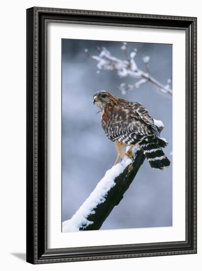 Red-Shouldered Hawk Adult in Snow-null-Framed Photographic Print