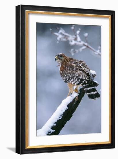 Red-Shouldered Hawk Adult in Snow-null-Framed Photographic Print