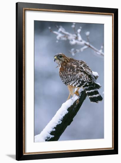 Red-Shouldered Hawk Adult in Snow-null-Framed Photographic Print